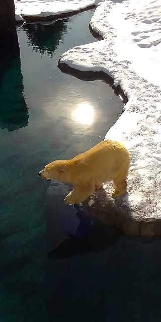 外に居るシロクマ